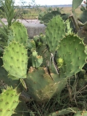 Opuntia bentonii