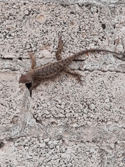 Sceloporus albiventris