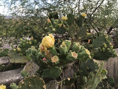 Opuntia bentonii