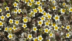 Leptosiphon lemmonii