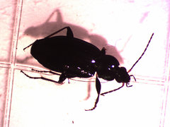 Agonum placidum