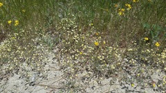 Leptosiphon lemmonii