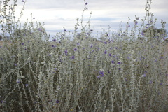 Solanum oligacanthum
