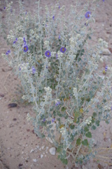 Solanum oligacanthum