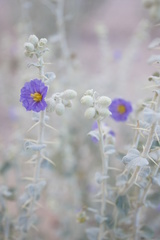 Solanum oligacanthum