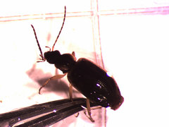 Agonum anchomenoides