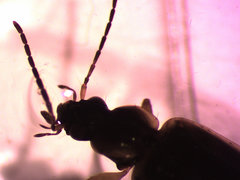 Agonum anchomenoides