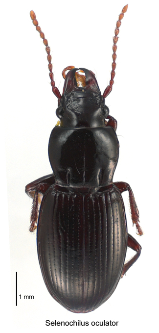 Selenochilus oculator