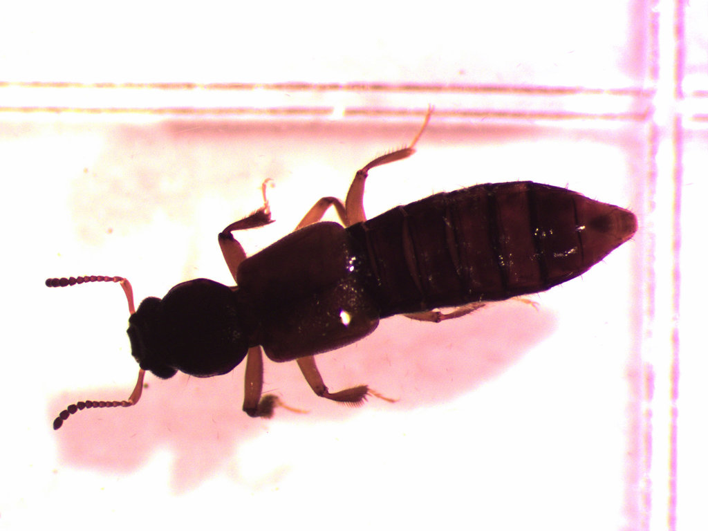 Bledius foraminosus