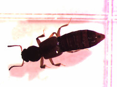 Bledius foraminosus