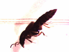Bledius foraminosus