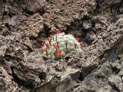 Echinocereus triglochidiatus