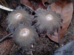 Basidiomycota