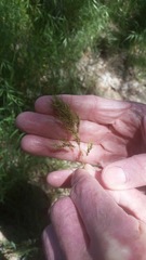 Poa bulbosa vivipara