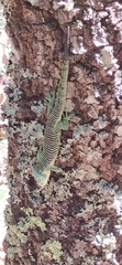 Abronia graminea