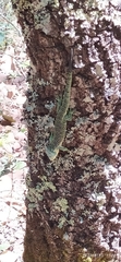 Abronia graminea