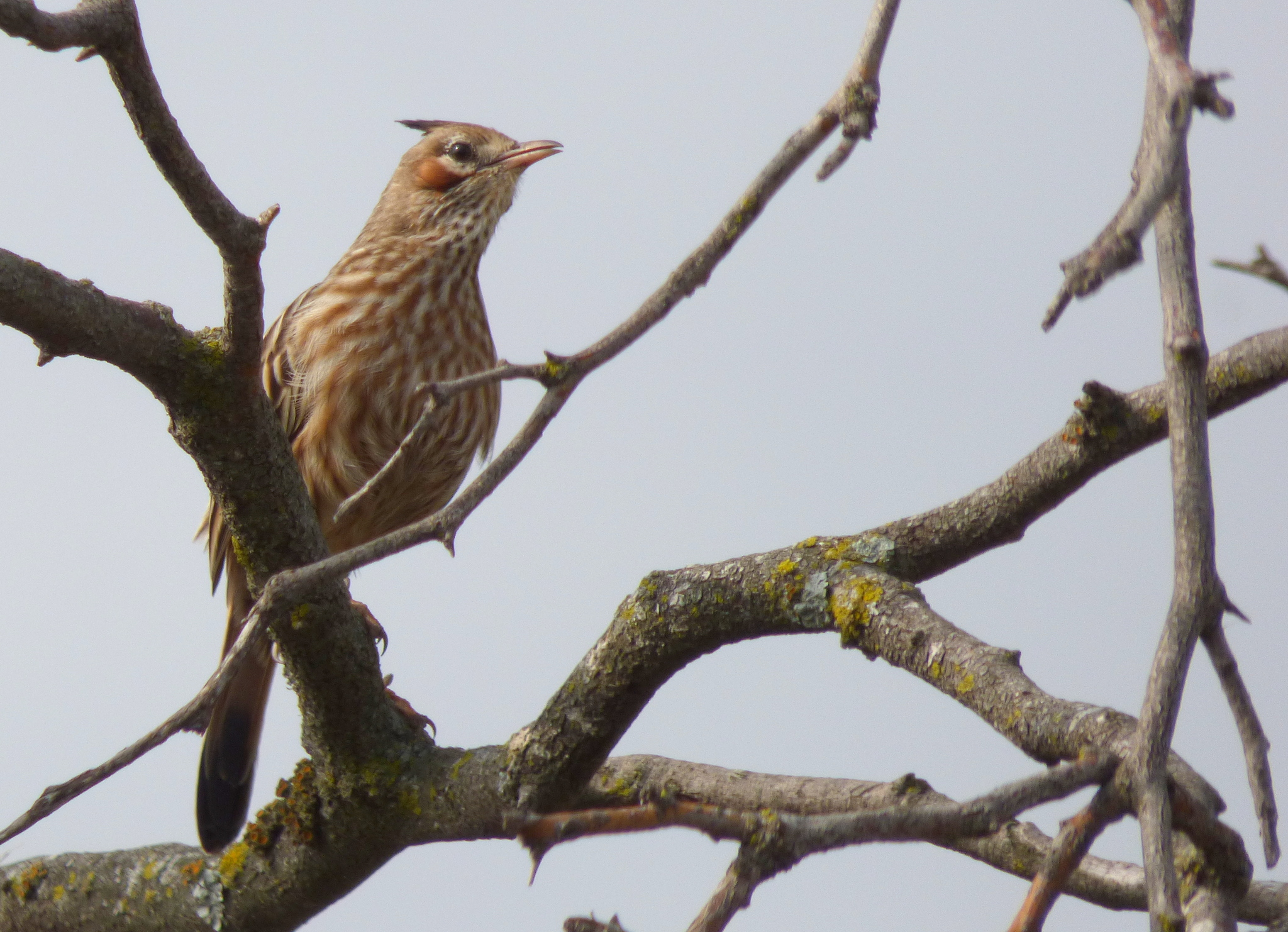 Lark-like Brushrunner (Coryphistera alaudina)