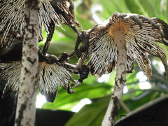 Basidiomycota