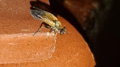 Eudioctria sackeni