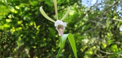 Cleistesiopsis bifaria