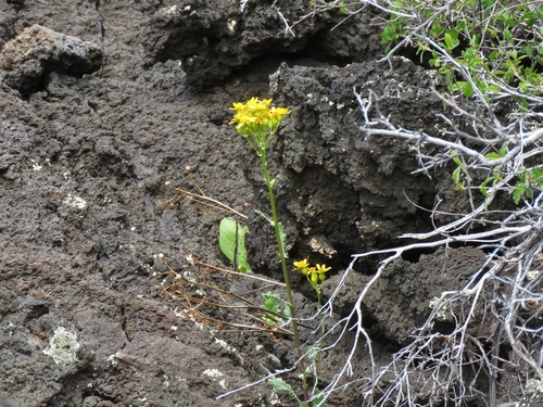Image of Packera quercetorum by (c) Annika Lindqvist, some rights reserved (CC BY)