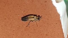 Eudioctria sackeni