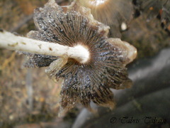 Basidiomycota