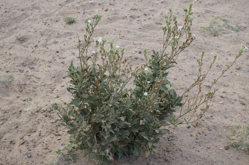 Nicotiana velutina