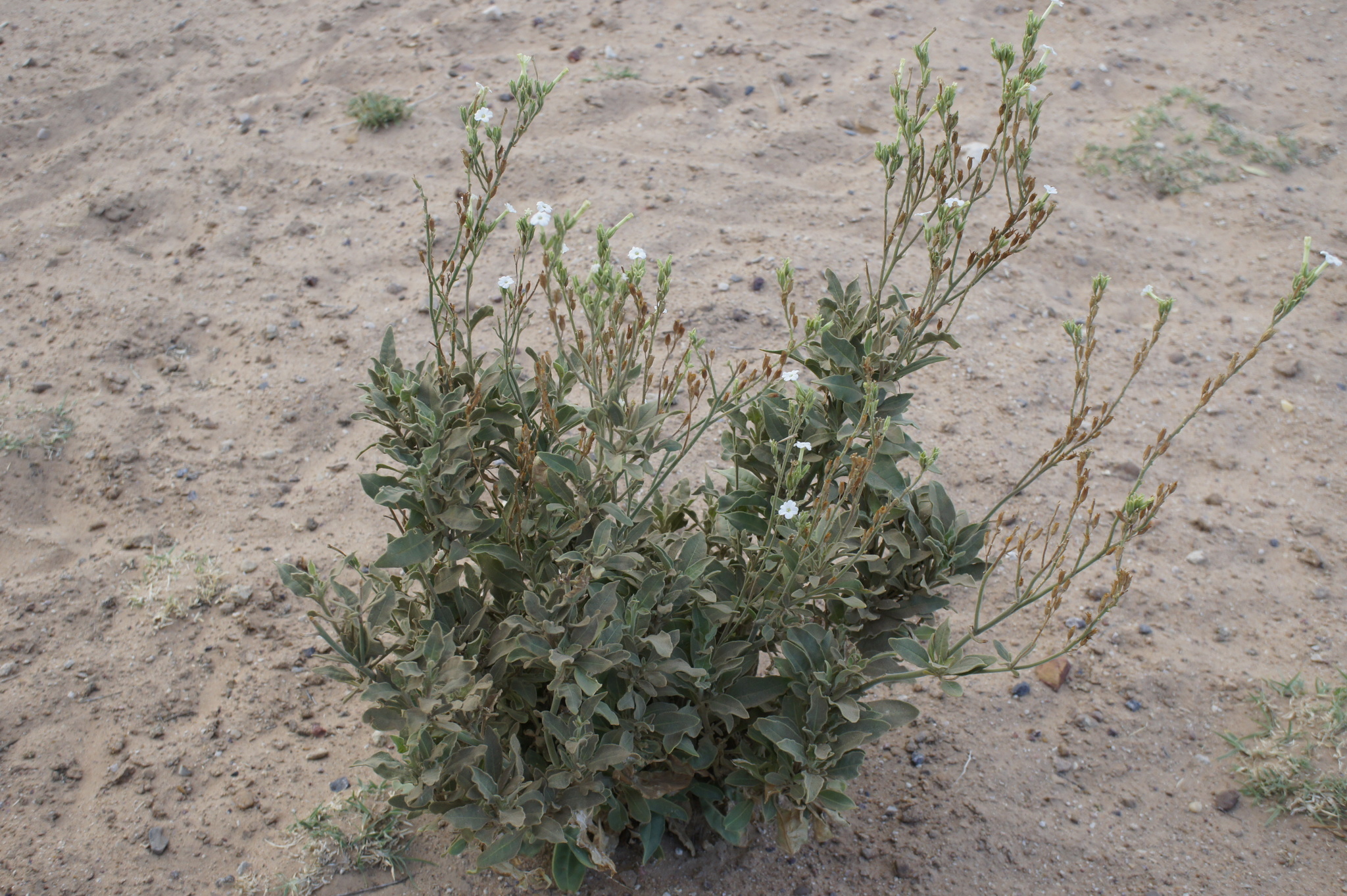 Nicotiana velutina