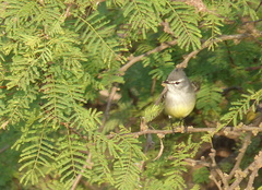 Serpophaga griseicapilla