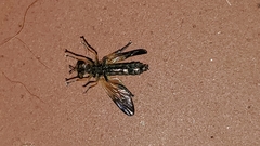 Eudioctria sackeni