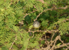 Serpophaga griseicapilla