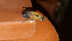 Eudioctria sackeni