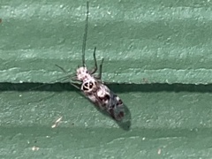 Graphopsocus cruciatus