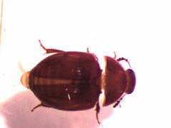 Leiodidae