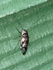 Graphopsocus cruciatus