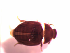 Leiodidae