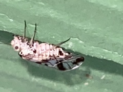 Graphopsocus cruciatus