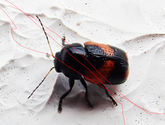 Cryptocephalus binominis