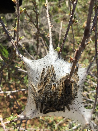 iNaturalist observation photo of Western Tent Caterpillar Moth