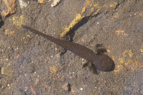 Michoacan Stream Salamander