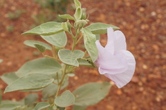 Gossypium sturtianum
