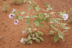 Gossypium sturtianum