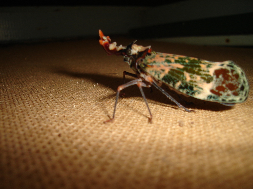 Phrictus regalis