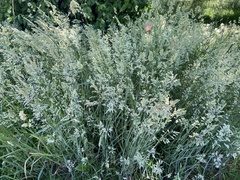 Poa arachnifera
