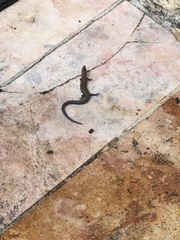 Plestiodon tetragrammus brevilineatus