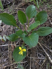 Viola praemorsa linguifolia