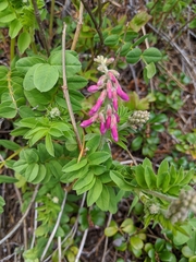 Hedysarum occidentale