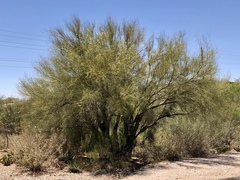 Parkinsonia microphylla