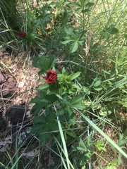Potentilla thurberi